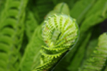 Adobe Stock Ralph Klein