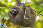 Adobe Stock Harry Collins