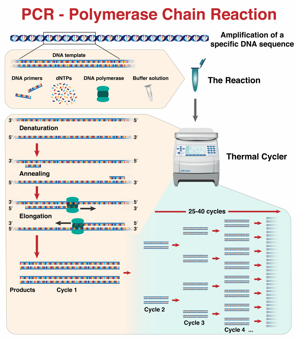 Polymerase Kettenreaktion