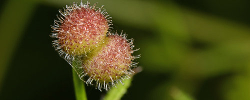 Burdock