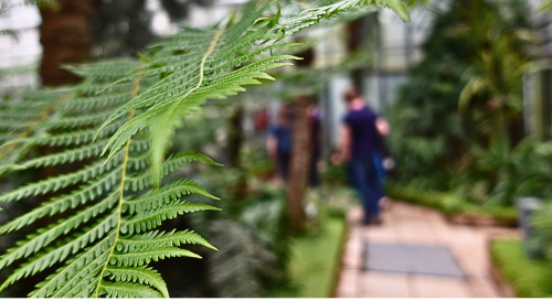 Farn im botanischen Garten Freiburg