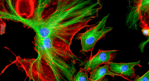 Fluoreszenz im Bereich der Labortechnik